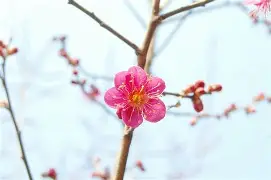 梅斯连续两轮不胜，争取振作迎战